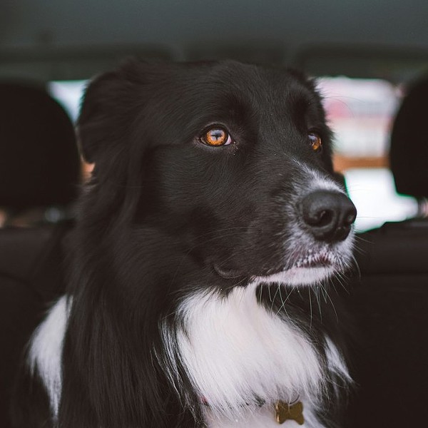 Viu um cão trancado dentro de um carro num dia de calor? É assim que deve agir
